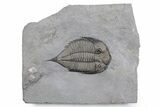 Dalmanites Trilobite Fossil - New York #357130-1